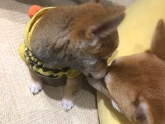 -逗柴咖啡屋·狗咖猫咖宠物桌游