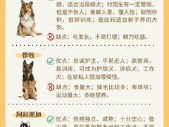 -翊宠yipet猫狗购宠庄园犬舍•猫舍