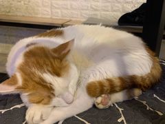 -平行世界·猫咖(首经贸店)