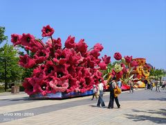 -荷兰花海