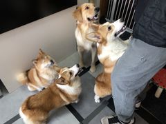 -汪说·狗咖(旺城大厦店)