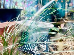 -上海大自然野生昆虫馆
