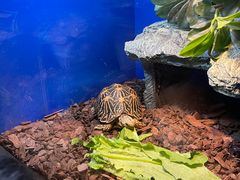 -上海海洋水族馆