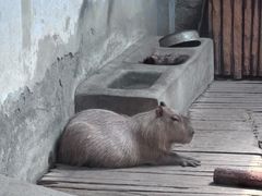 -辛玛王国游乐园