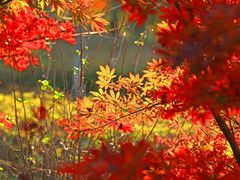 -黄海国家森林公园