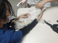 -谐和益家动物医院·免疫绝育·血液透析·宠保定点医院(高新伊藤分院)