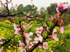 -南汇桃花村