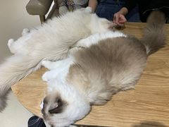 -藏猫猫咖啡主题馆(中央大道店)