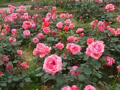 -武汉紫薇都市田园