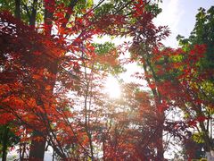 -铁山坪森林公园