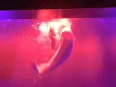 -芜湖新华联大白鲸海洋公园