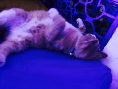 -Sirena海妖日咖夜酒