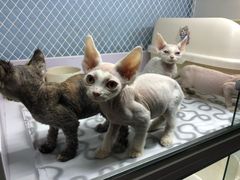 -喵的天空名猫咖啡馆·撸猫·猫舍·用品