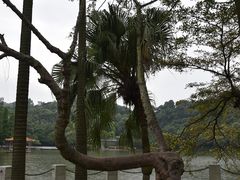 -西樵山风景名胜区-天湖公园