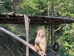 -西双版纳原始森林公园