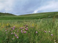 -塞罕坝国家级自然保护区