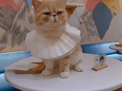 -滚猫咖啡·猫咖·猫友好撸猫(未来城店)