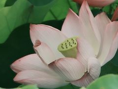 -梁鸿国家湿地公园