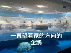 -上海海洋水族馆