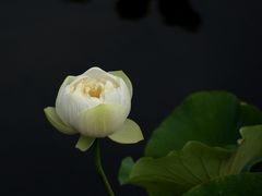 -荷塘月色湿地公园·向阳花洲