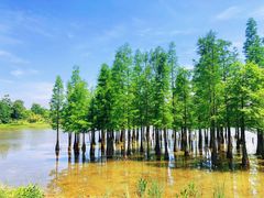 -白鹭湾湿地公园