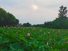 -东郊湿地公园