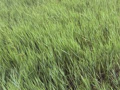 -呼伦贝尔大草原