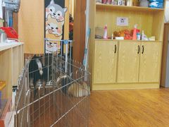 -豆柴町-柴犬主题狗咖(红鼎国际C座店)