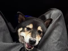 -comecome来吧宠物(奥克斯中心店)