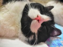 -芭比堂动物医院·犬猫全科·异宠专科(雁塔分院)