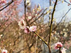 -梅花山(明孝陵内)
