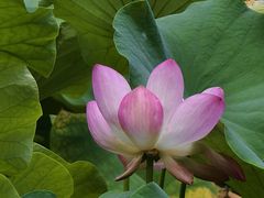 -陈家山荷花公园