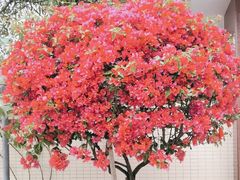 -广州市白云山风景名胜区