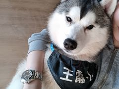 -Husky Go! 哈士奇体验馆·宠物咖啡厅狗咖