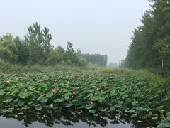 -微山湖红荷湿地景区