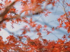 -广州市帽峰山景区