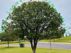 -盘龙城国家考古遗址公园