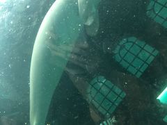 -悉尼海洋生物水族馆