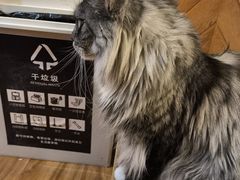 -MOCHA明星猫咖(田子坊店)