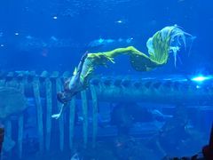 -西安曲江海洋极地公园
