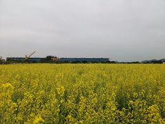 -长洲岛