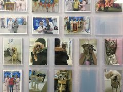-全心全意连锁动物医院·微创中心·内科急重症·心脏专科(丰管路店)