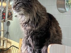 -豆逗聊愈猫阁Easy Life