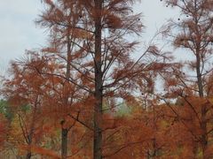 -昆山城市生态森林公园