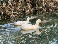 -武汉紫薇都市田园