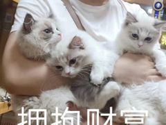 -御宝贝·A梦猫科宠物医院(国际猫友好医院)