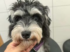 -帕帕拉兹宠物(亚洲旗舰店)