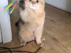 -Pets First伊珊娜洗护·精致美容·家庭式寄养(新会路店)