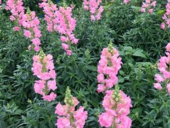 -天适樱花悠乐园