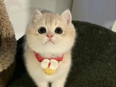 -猫十亿·布偶金渐层·曼基康矮脚猫舍(青年路店)